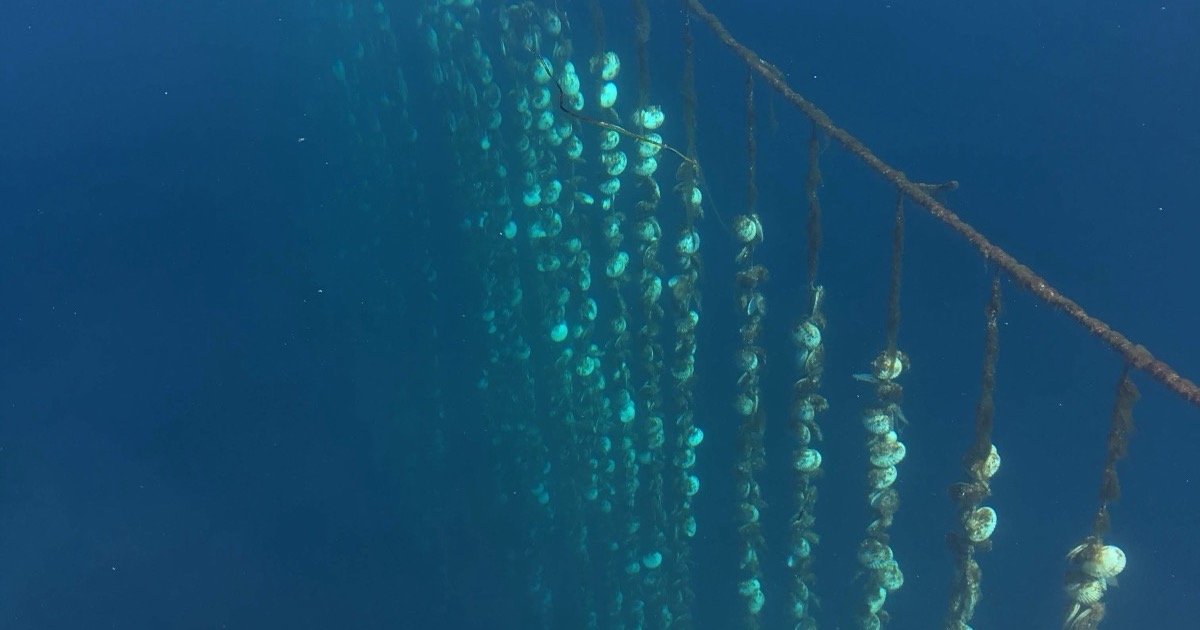 蒸しほたて 三kg